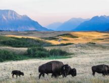 Bison on an Alberta prairie.