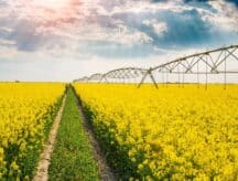 A golden field next to a birdge in Manitoba, in the middle of summer.