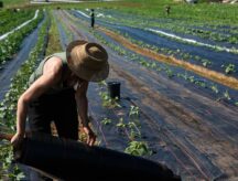 A farmhand tends to crops on a summer day in Canada.