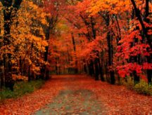 Rural road with fall foliage