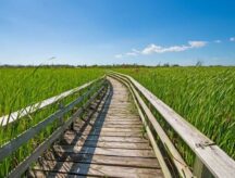 A walkway through a field