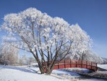 A snow covered bridge at Kings Park in Manitoba