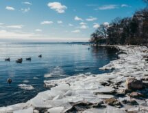 A small group of ducks swim on a frozen lake in Ontario on a winter's day