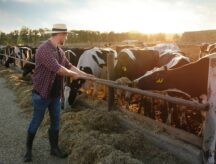 A man feeds cattle on a farm.